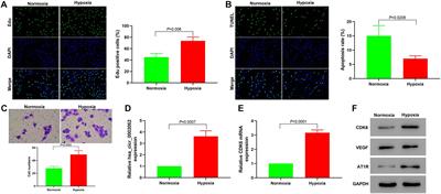 Hsa_circ_0002062 Promotes the Proliferation of Pulmonary Artery Smooth Muscle Cells by Regulating the Hsa-miR-942-5p/CDK6 Signaling Pathway